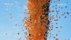 笋的收购价每斤只要4—5元